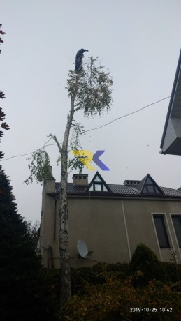 spilim-obrezem-derevia-udalim-porosli-big-3