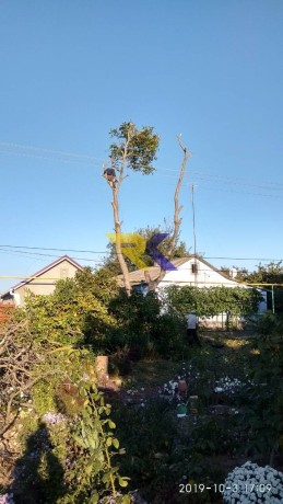 spilim-obrezem-derevia-udalim-porosli-big-0