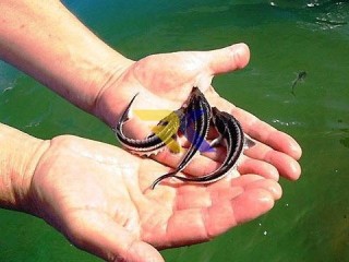 Малек осетра, форель.