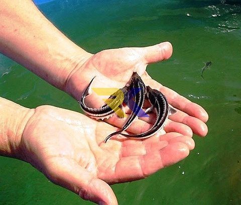 malek-osetra-forel-big-0